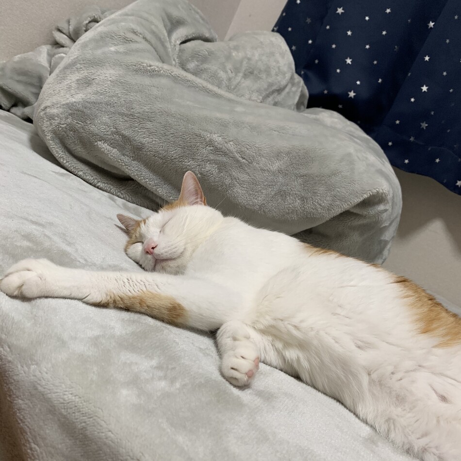 ふうのカバー写真