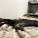 甘えん坊《はる》