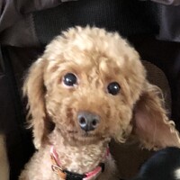 モカ