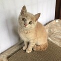 お陰様で他で里親さんが見つかりました。