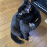 まお71294