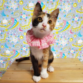 【2匹一緒に】アスナちゃん♡約3ヶ月半