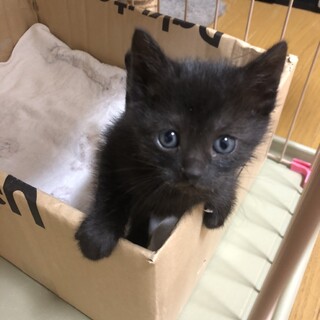 ママが必死で守り抜いた子猫さん　スモークタビー