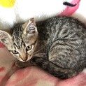 ママが必死で守り抜いた子猫　甘えん坊キジトラ