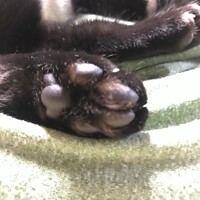 フェリス