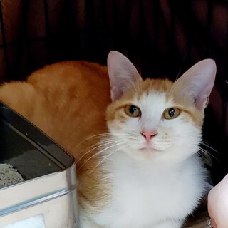 処分間近 母猫だけ残されました 動画あり