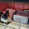  殺処分間近 シャム猫 動画あり サムネイル5