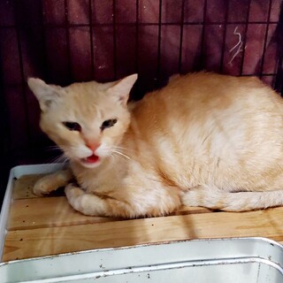 処分間近 クリーム色の男の子 動画あり