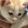 とても可愛い茶白の男の子です♪ サムネイル5