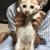 とても可愛い茶白の男の子です♪ サムネイル6