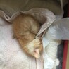 幸せにゃんこ