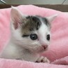里親決定。捨てられていたりんたろう君 サムネイル2