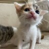 ほわほほ