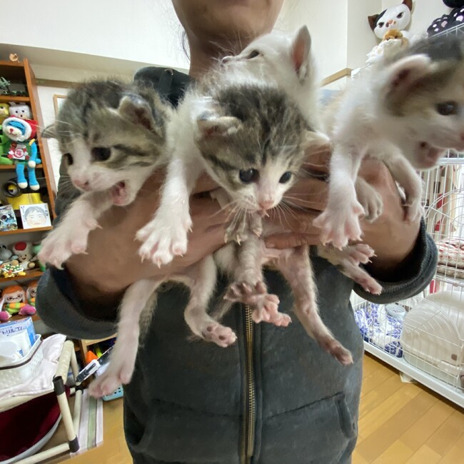 ほわほほのカバー写真