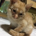 生後1ヶ月の子猫ちゃんを助けて下さい…！