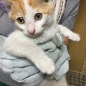子猫5兄弟　②男の子