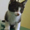 仔猫ぽっちよ君の里親さん募集一時停止