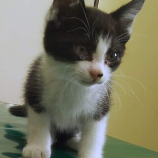 仔猫ぽっちよ君の里親さん募集一時停止