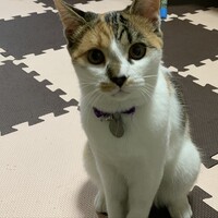 はな