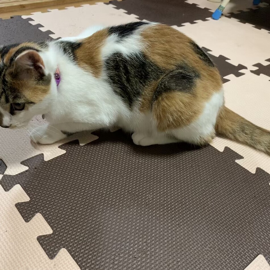 はなのカバー写真