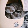 まるとえり