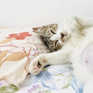 見た目は乙女、中身はおっさん？！愉快な猫さん^ ^