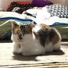 の写真