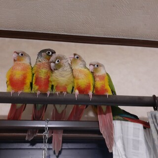 ウロコインコ里親募集2羽