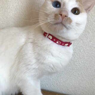 オッドアイ、人馴れ修業中のイケメン猫