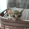 よしねこ