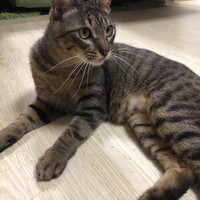 もん