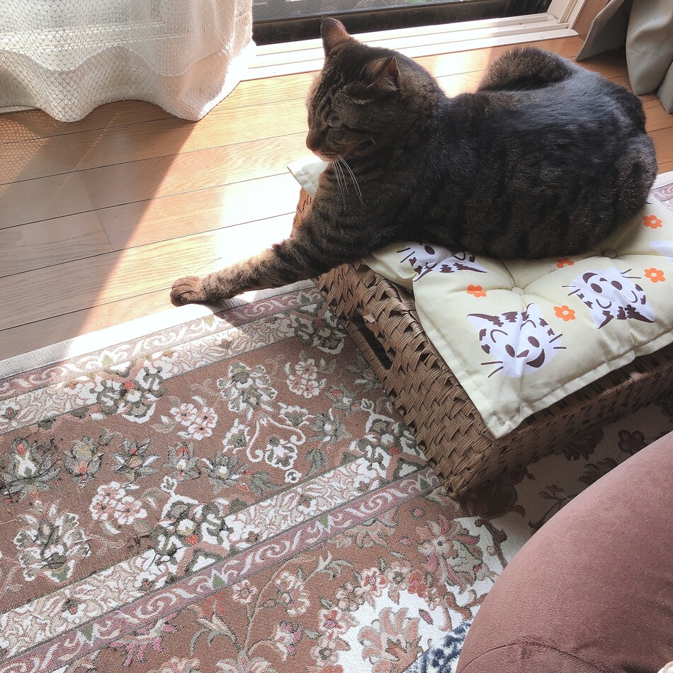 ジュジュのカバー写真