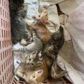 4匹とも良い方に引き取られました