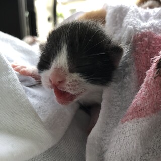 里親急募です。