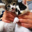 1ヶ月半の可愛い男の子女の子2匹一緒に！