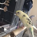取下げ！お話中のため、一旦締め切ります。全員手乗り