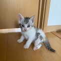 生後1カ月可愛い子猫ちゃん達の里親募集！