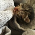 生後3日目の子猫ちゃんの里親募集中