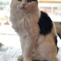 ミックス猫ちゃんの里親募集です