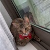 あずりんちゃん