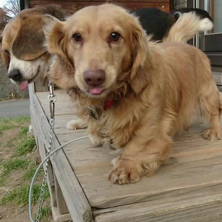 ミニチュアダックス☆オス7才フレンドリー