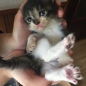 雑種メス 生後1〜2ヶ月