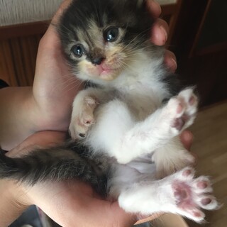 雑種メス 生後1〜2ヶ月