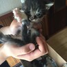 青森 生後1〜2ヶ月:大切にできる方募集^_^ サムネイル2