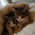 3ヵ月弱の子猫の兄妹　1匹希望OK