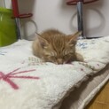 情けない顔がかわいい茶トラ（善逸と名付けました）