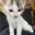 子猫ちゃんの里親さんを募集しています！