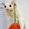 フクロモモンガ 〔リーシュ〕のミントくん