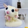 フクロモモンガ 〔リーシュ〕のバニラちゃん