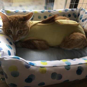 申し訳ないです